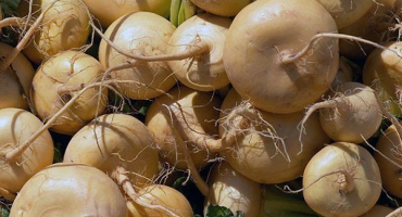 Jak správně skladovat a sklízet tuřín?